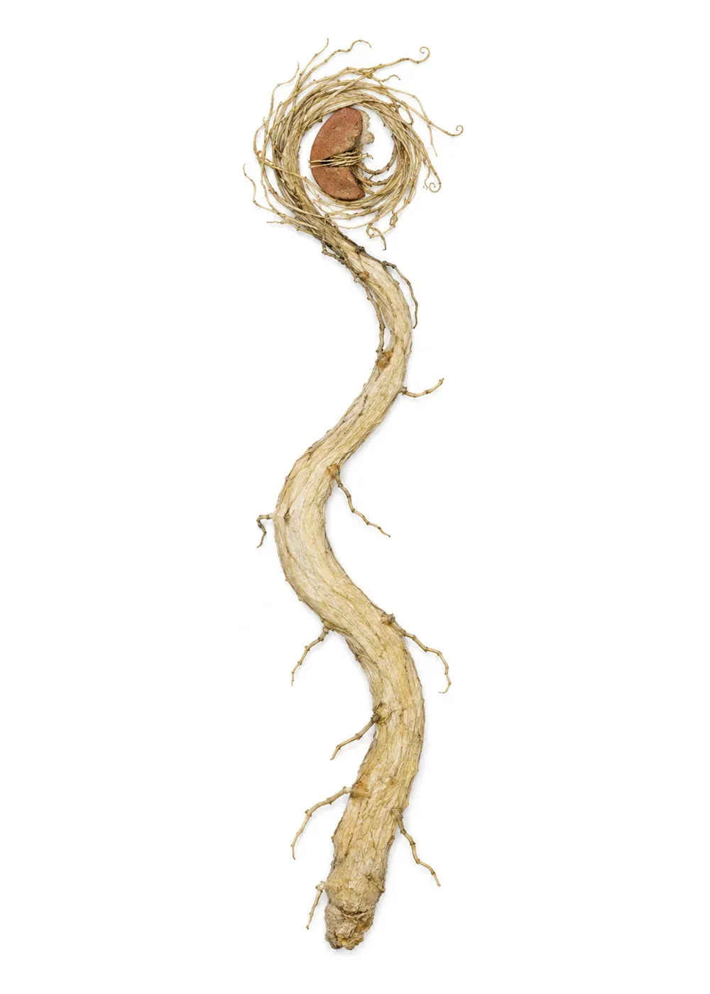 Pressed specimen of The Undergardener (Rhizoma custos)