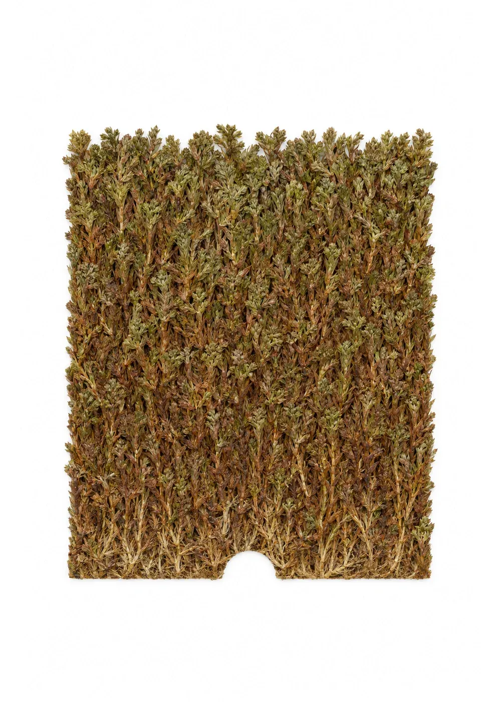 Pressed specimen of Index Moss (Sphagnum catalogi)