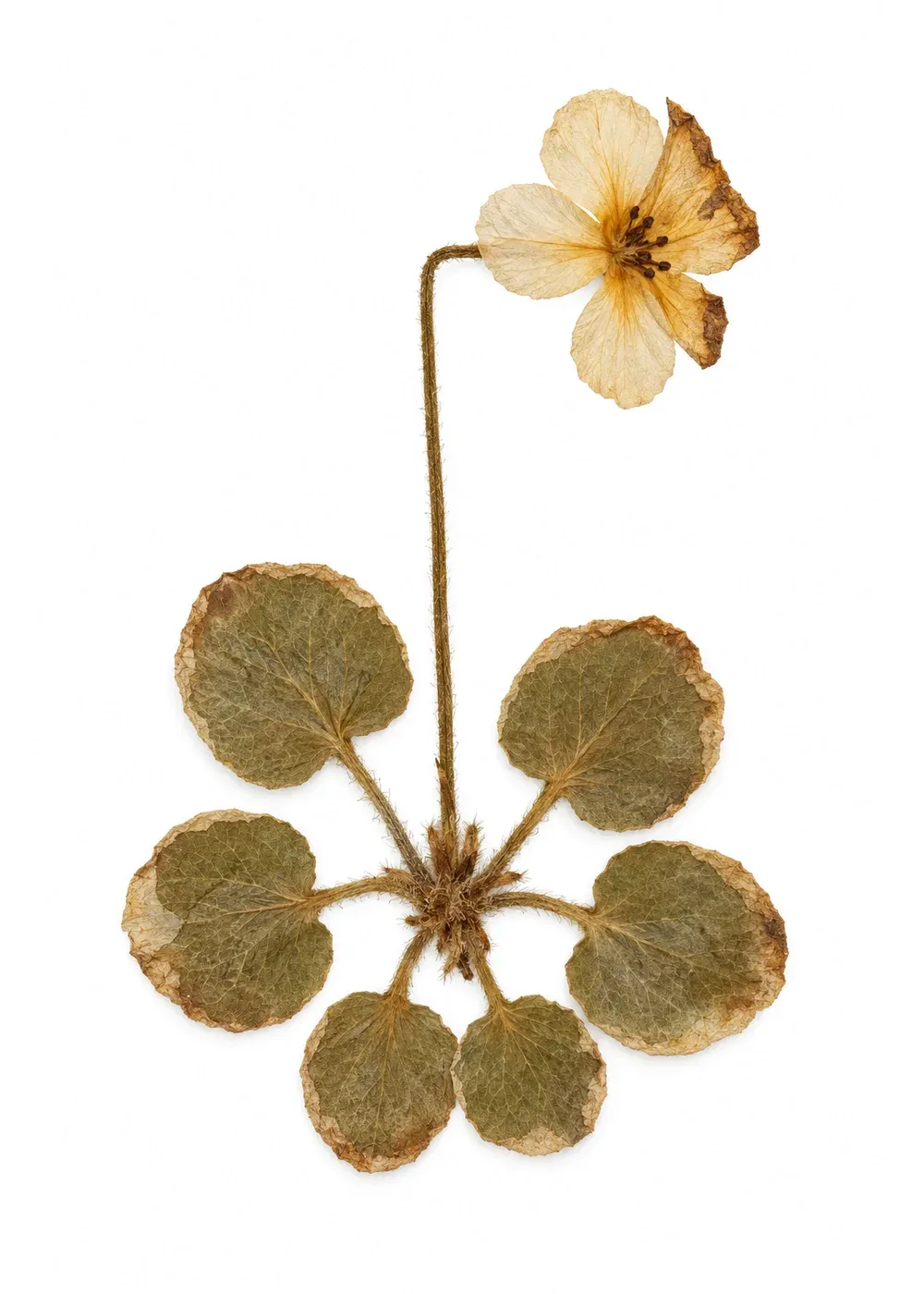 Pressed specimen of Pilot Light (Lumenaria vigil)