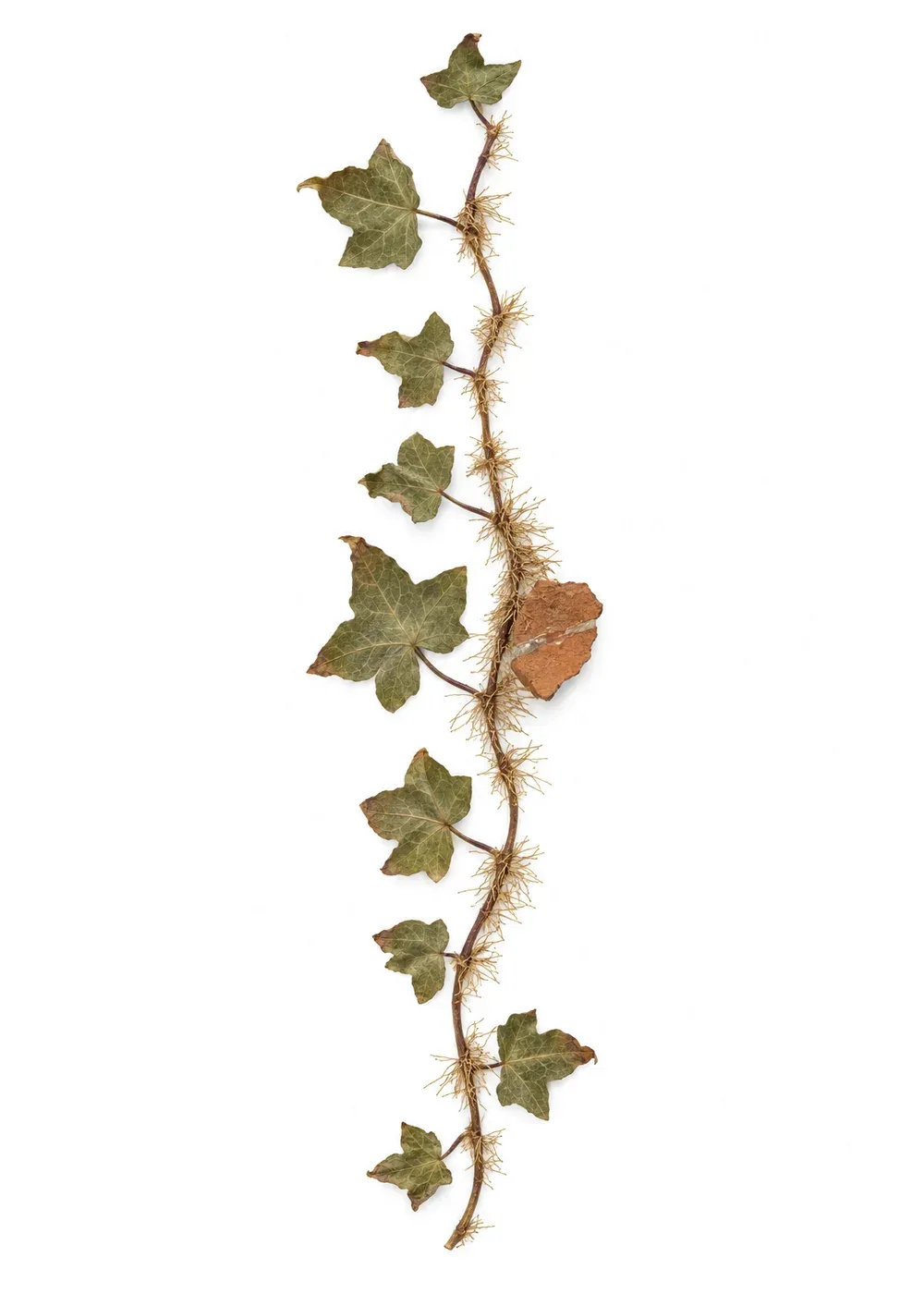 Pressed specimen of Mending Ivy (Hedera reparans)
