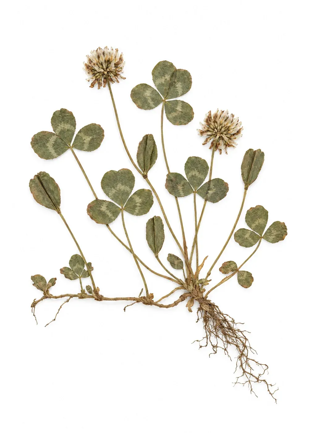 Pressed specimen of Sleeper's Clover (Trifolium somniferum)