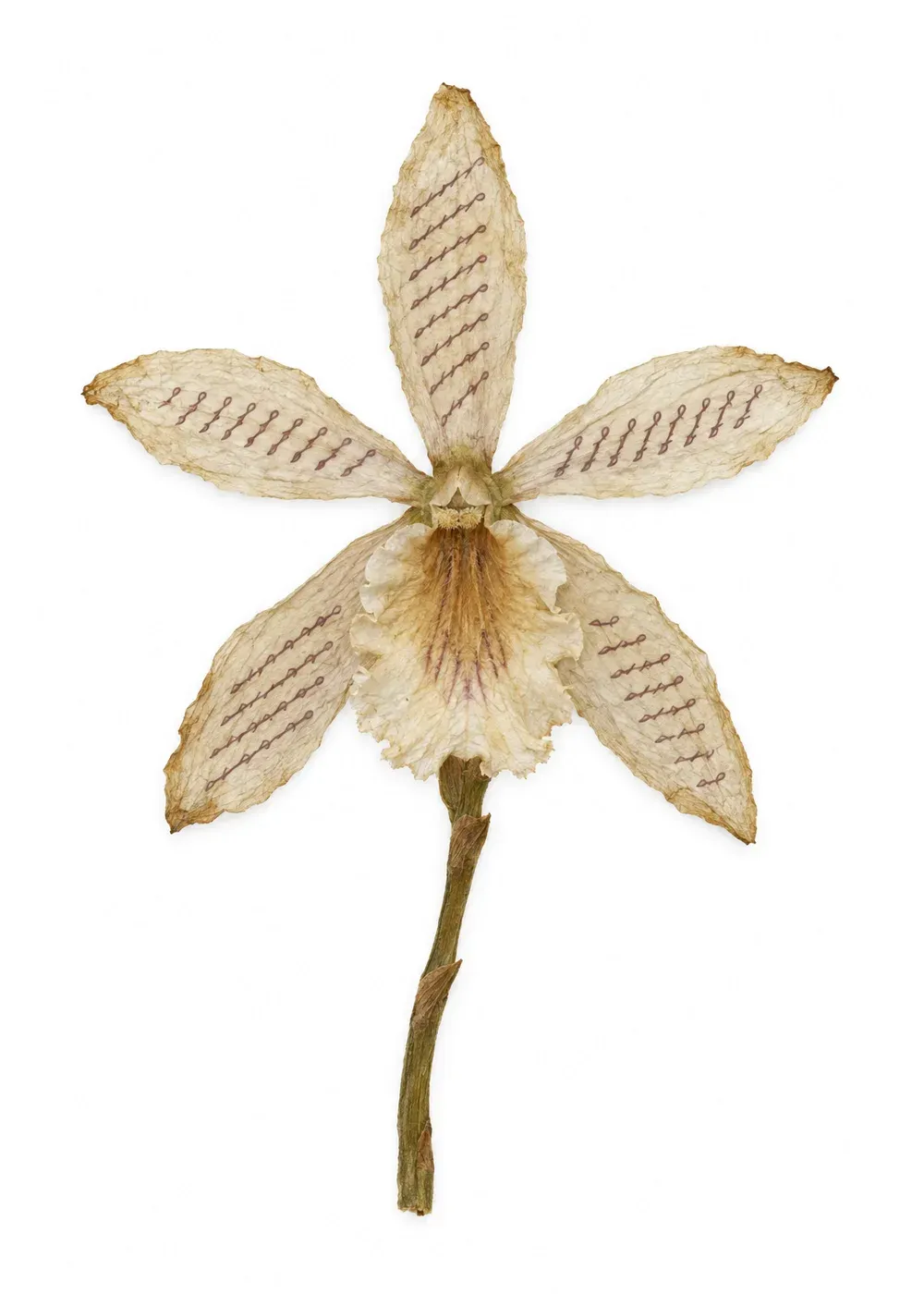 Pressed specimen of Correspondence Orchid (Dendrobium epistolare)