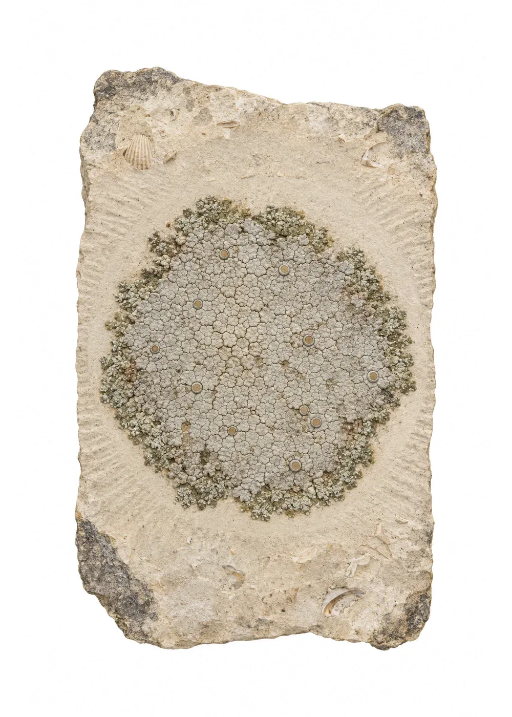 Pressed specimen of Quiet Crust (Lecanora liminis)