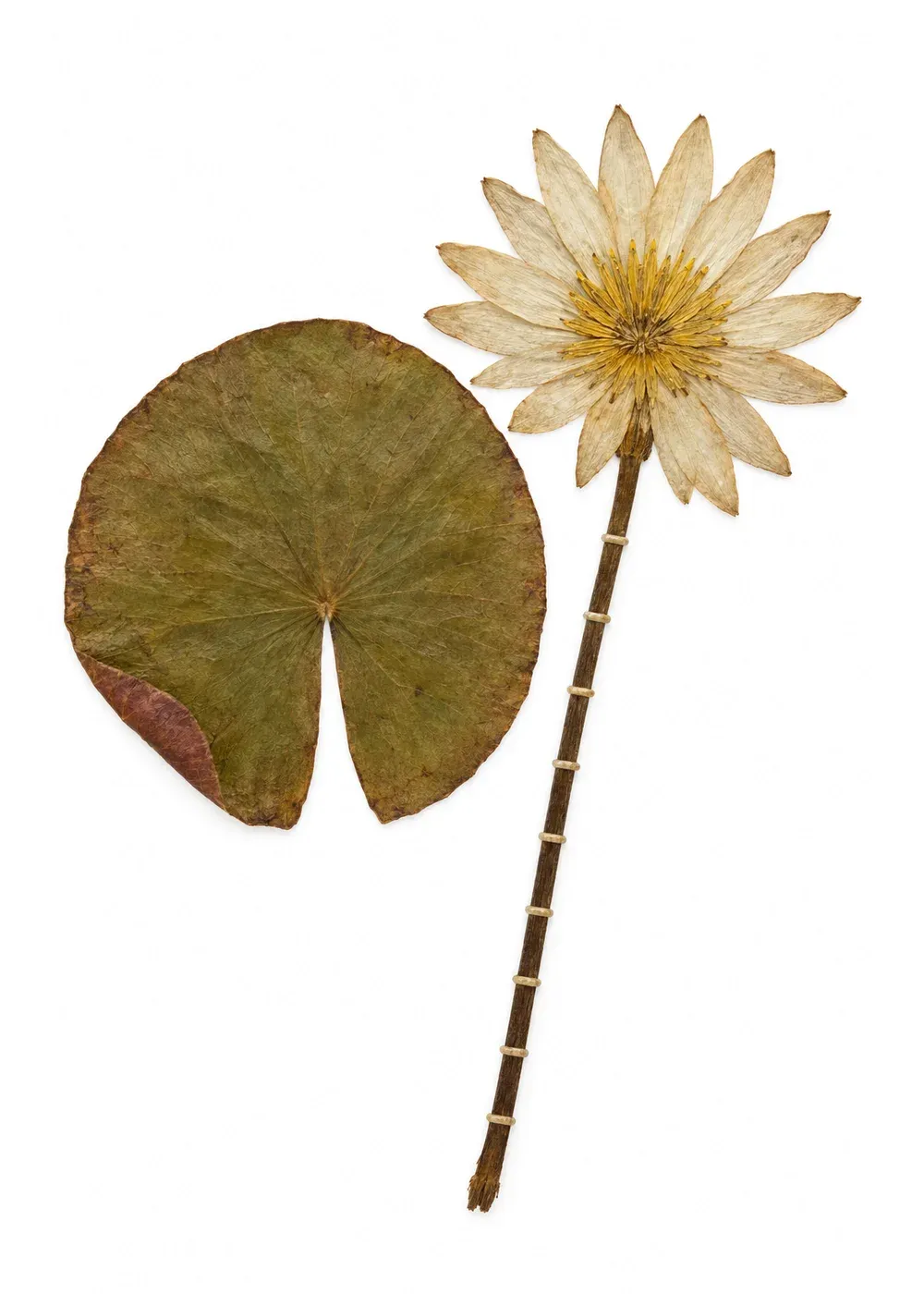 Pressed specimen of Grace Lily (Nymphaea moratoria)