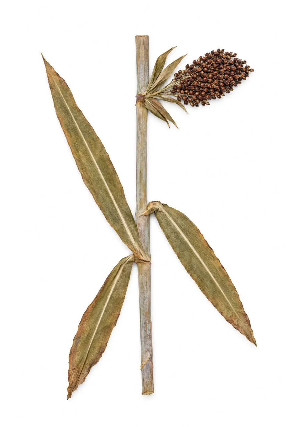 Pressed specimen of Height-Mark Sorghum (Sorghum bicolor)