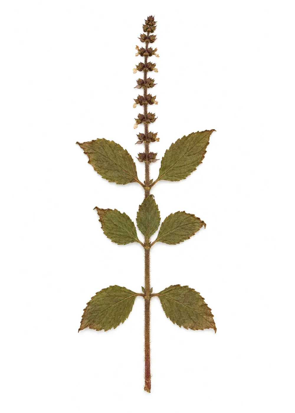 Pressed specimen of Extra Place Basil (Ocimum gratissimum)