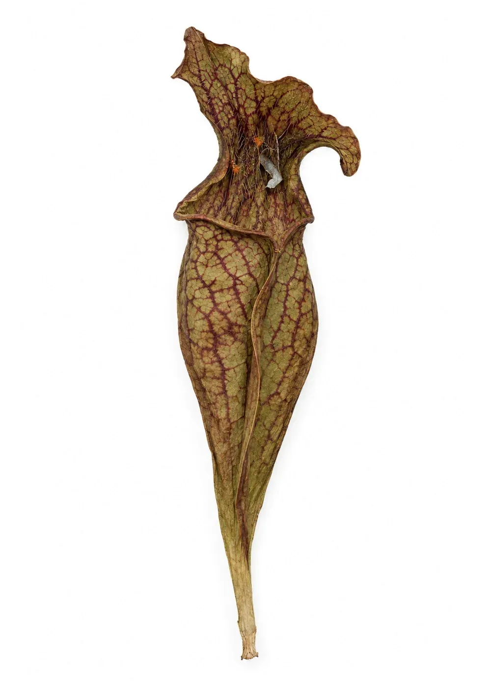 Pressed specimen of Tithe-Map Pitcher (Sarracenia purpurea)
