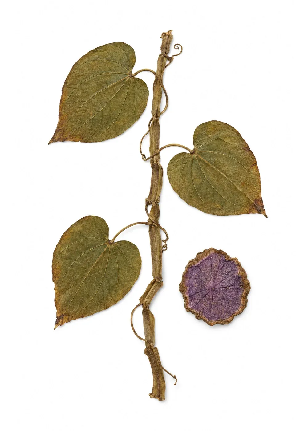 Pressed specimen of Calicut Noon (Dioscorea meridiana)