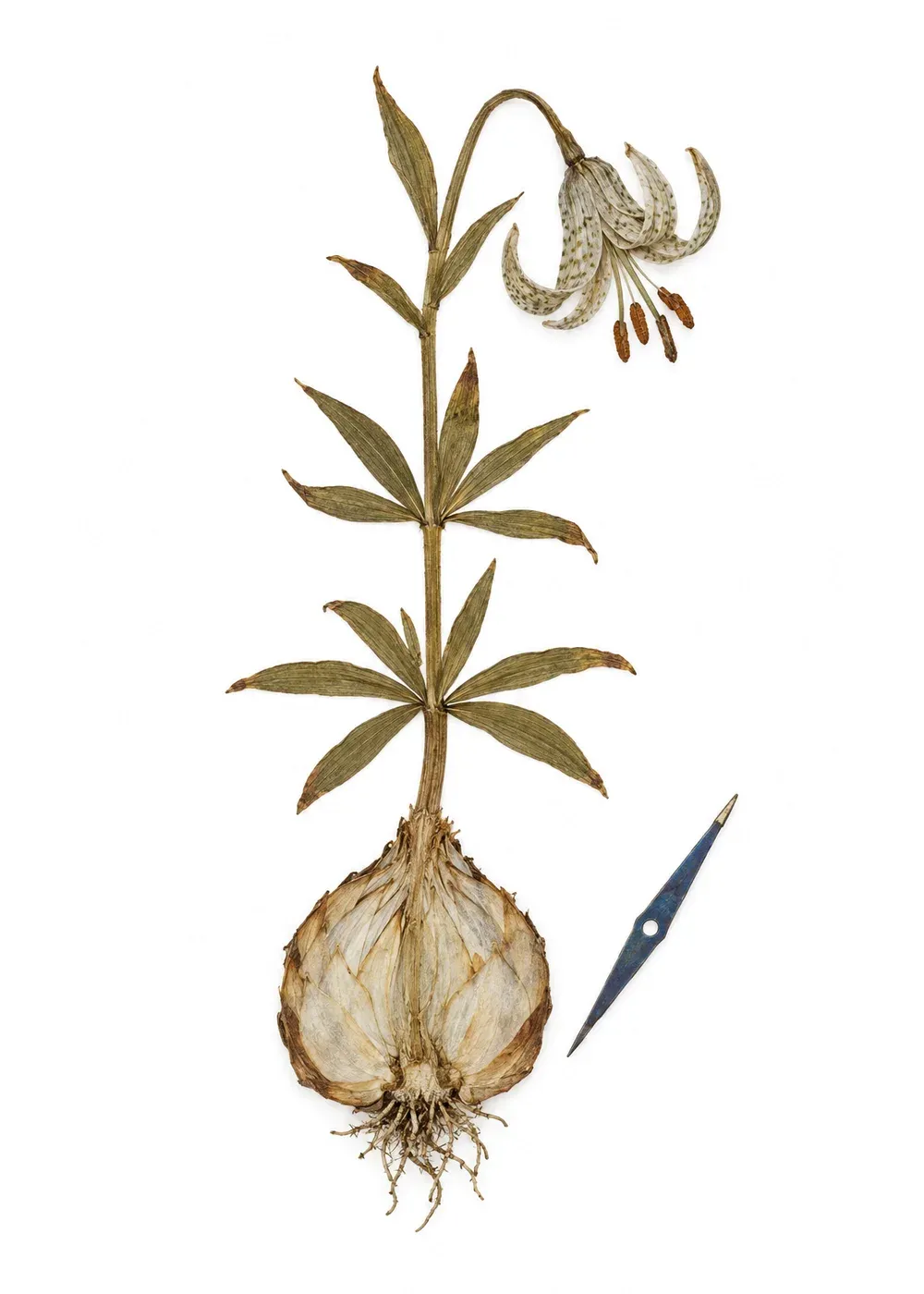 Pressed specimen of Fog lily (Lilium caliginosum)