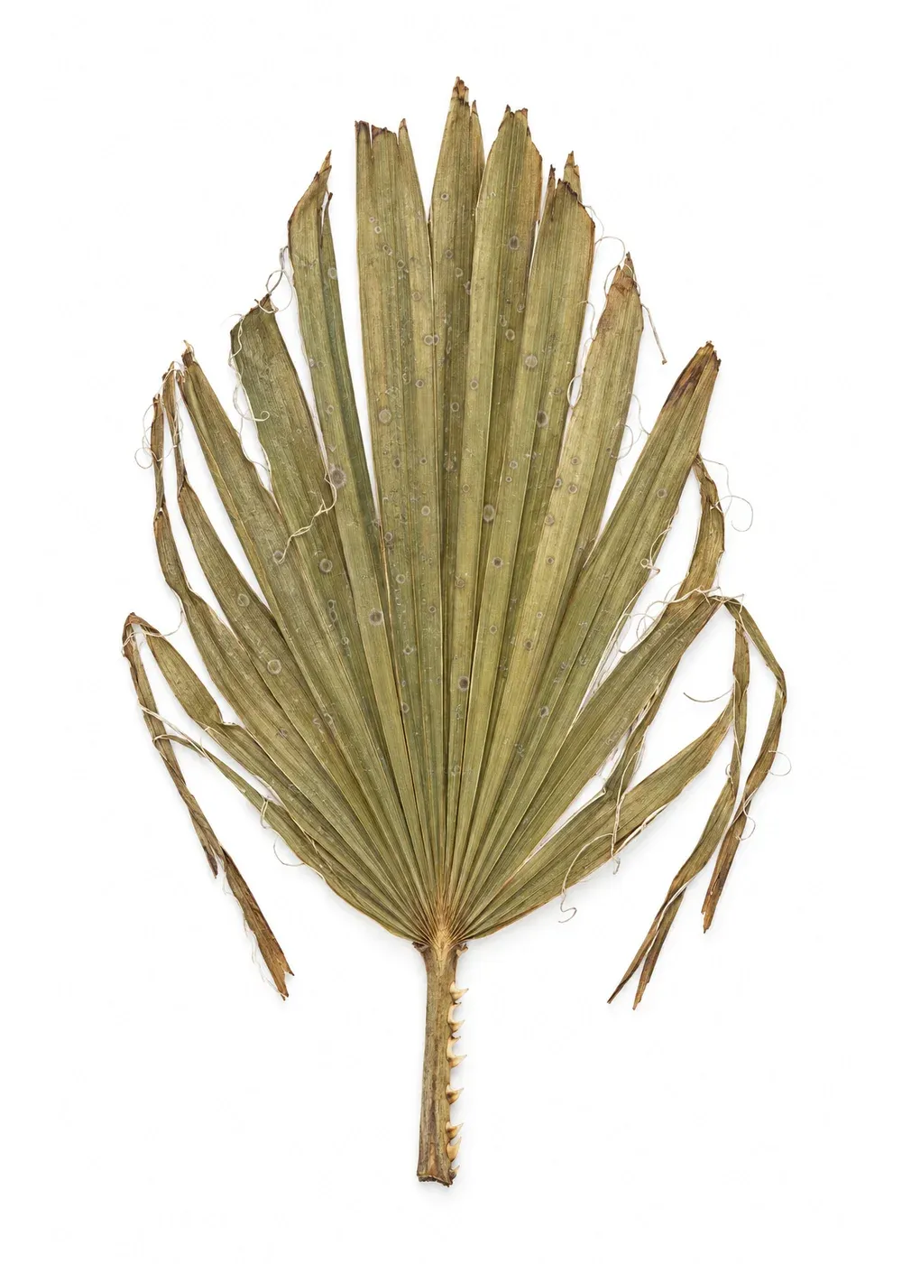 Pressed specimen of Square-Account Palm (Washingtonia filifera)