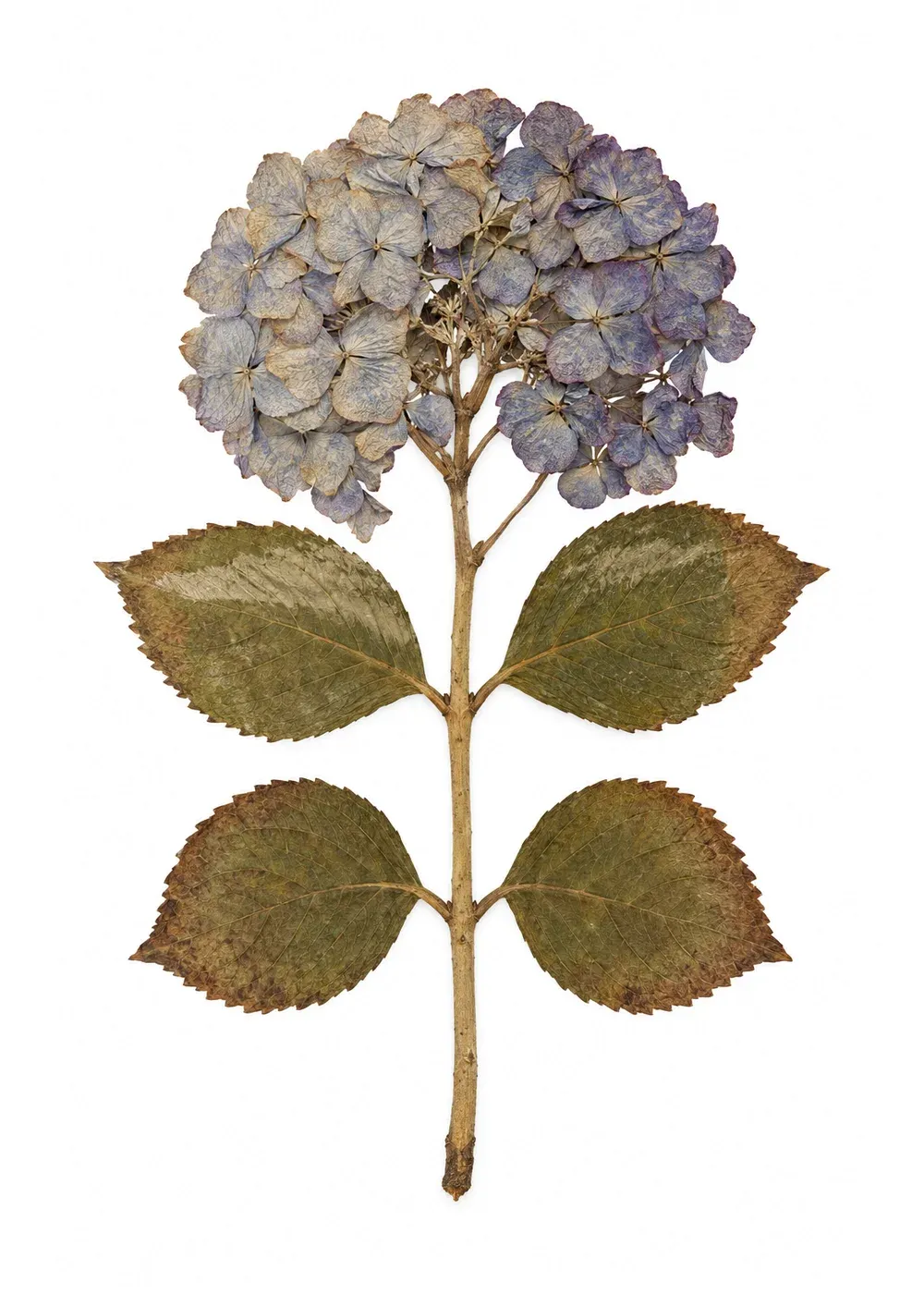 Pressed specimen of Unheard-Hour Hortênsia (Hydrangea macrophylla)