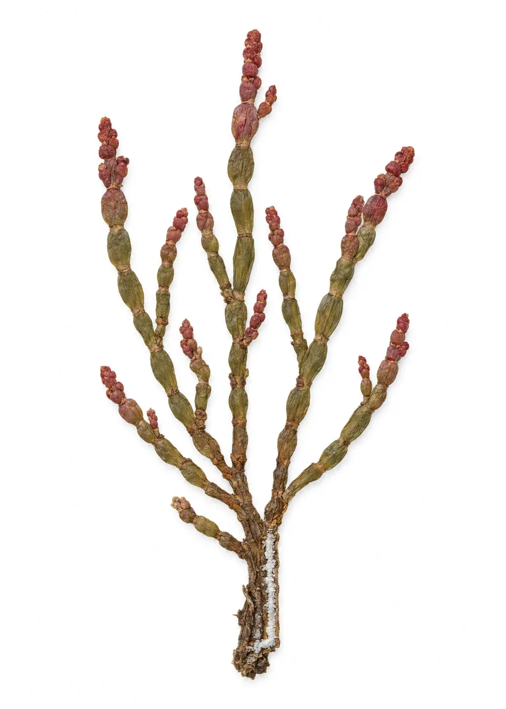 Pressed specimen of Freehold Glasswort (Sarcocornia quinqueflora)