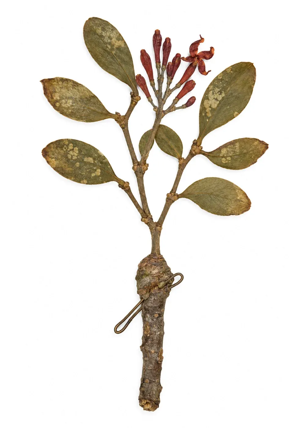 Pressed specimen of Company Mistletoe (Peraxilla tetrapetala)