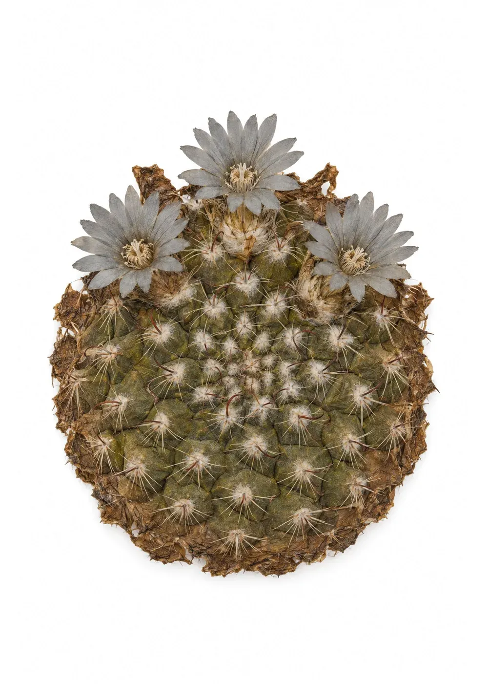 Pressed specimen of Fourth-Cone Mammillaria (Mammillaria griseiflora)