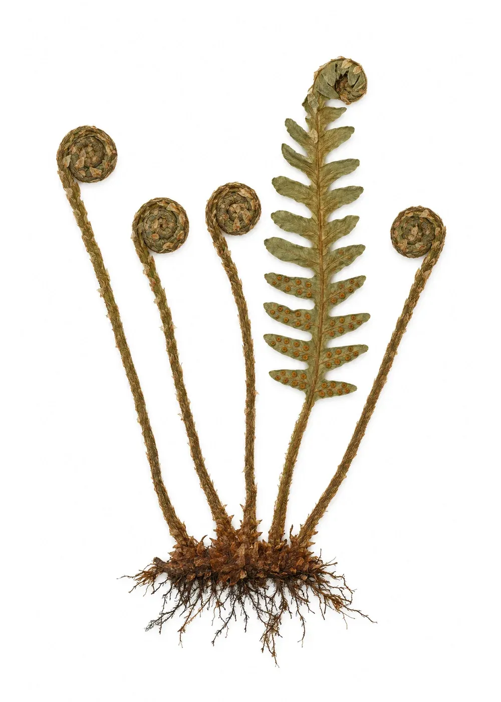 Pressed specimen of Widow's Fern (Polypodium memorans)