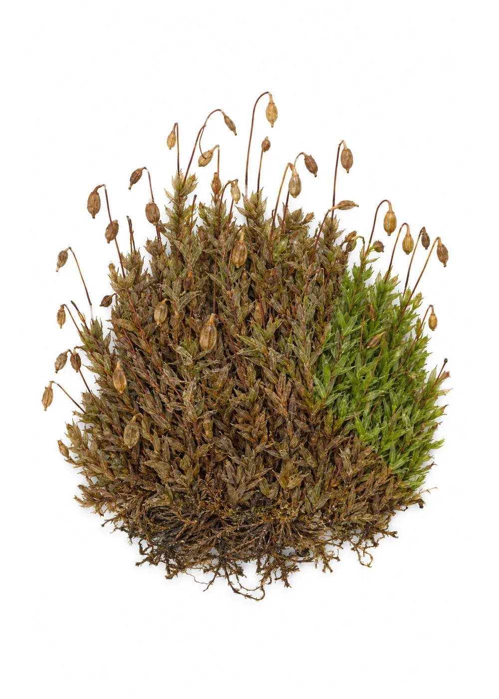 Pressed specimen of Lamplighter's Moss (Bryum vesperale)