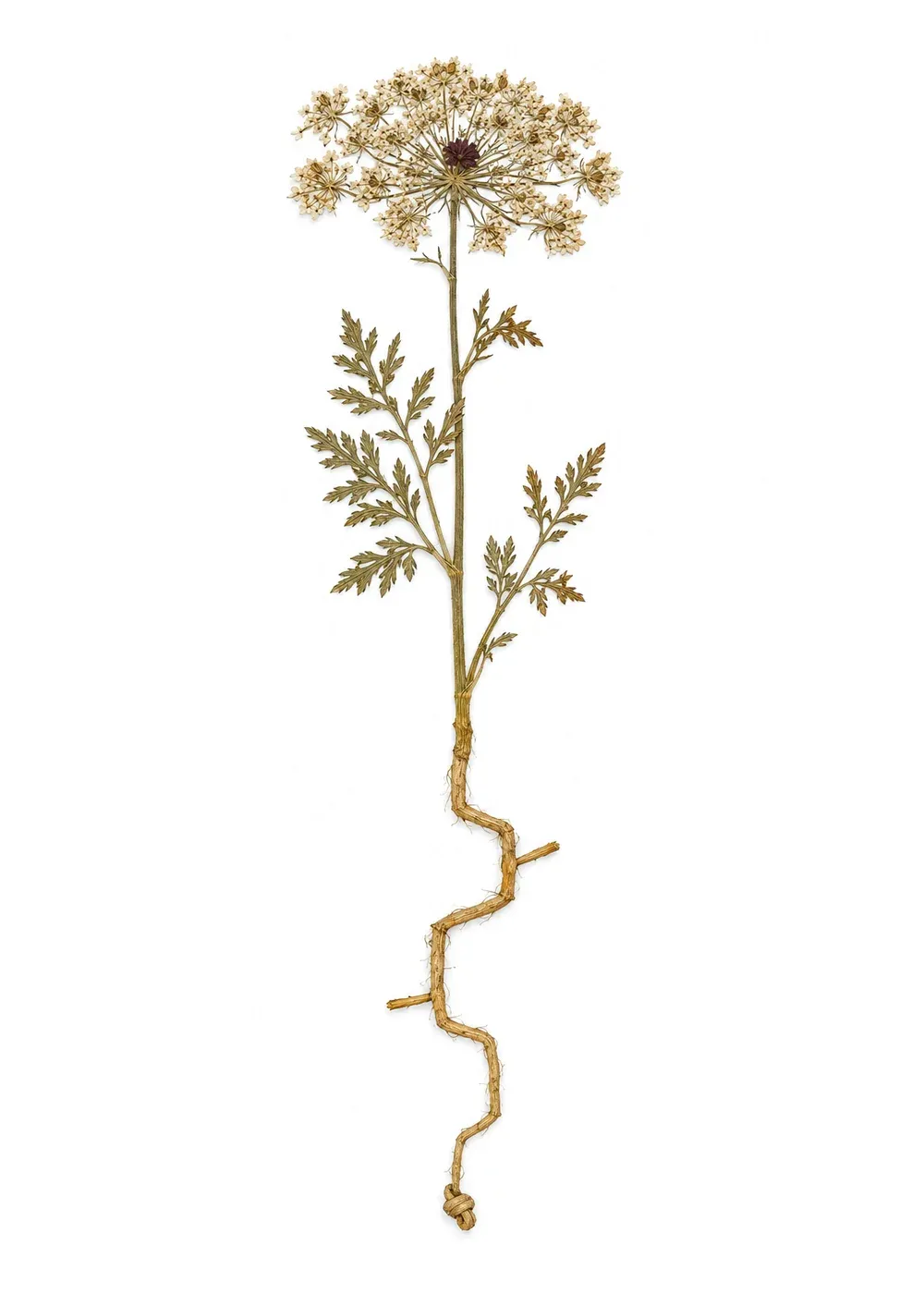 Pressed specimen of Cartographer's Root (Daucus itinerans)
