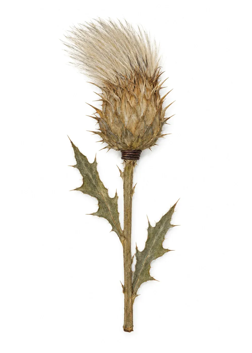 Pressed specimen of Quorum Thistle (Cirsium consensus)