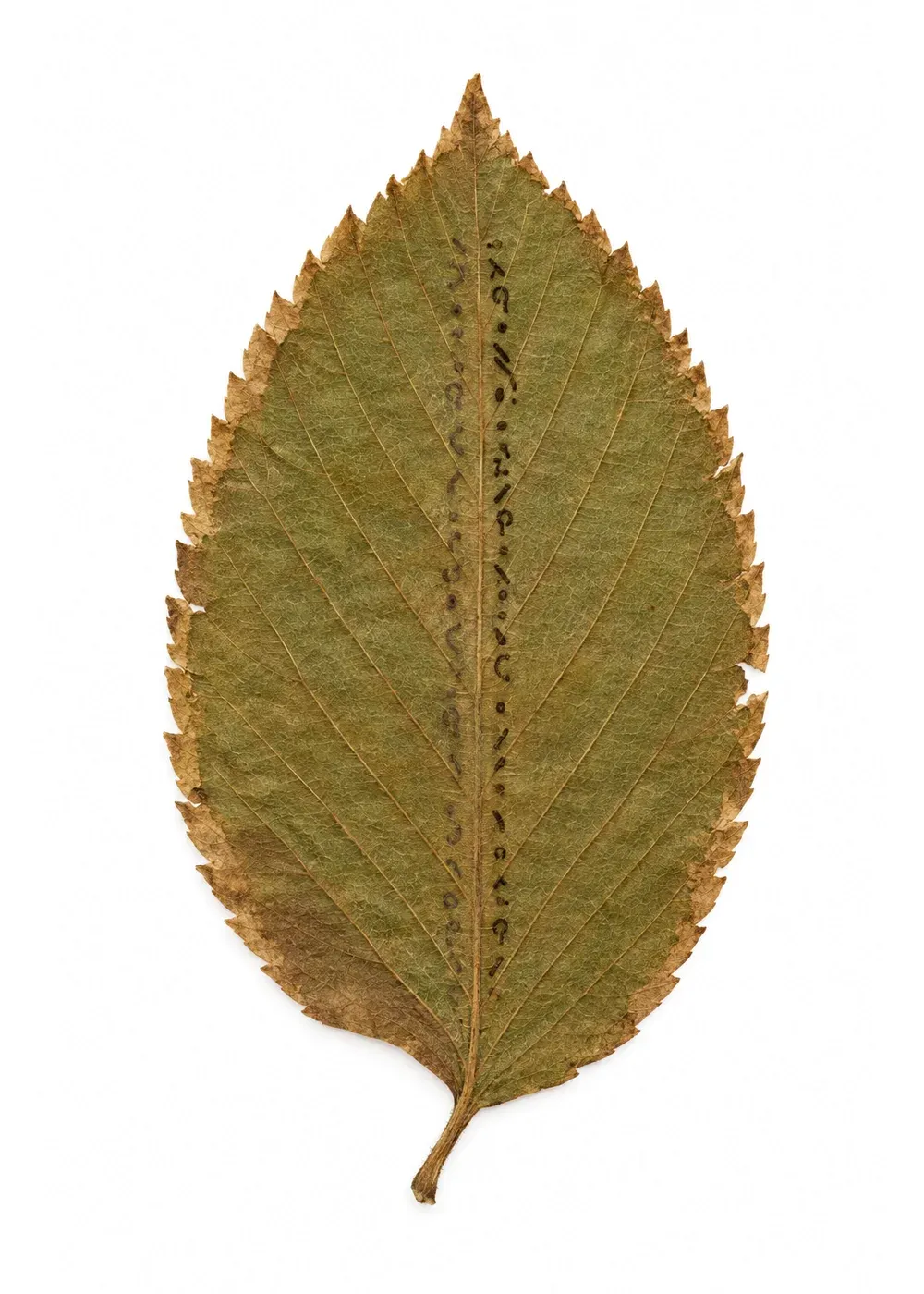 Pressed specimen of Hollow Elm (Ulmus testamenta)