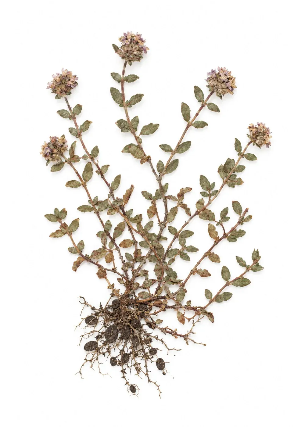 Pressed specimen of Bonded Thyme (Thymus pannonicus)