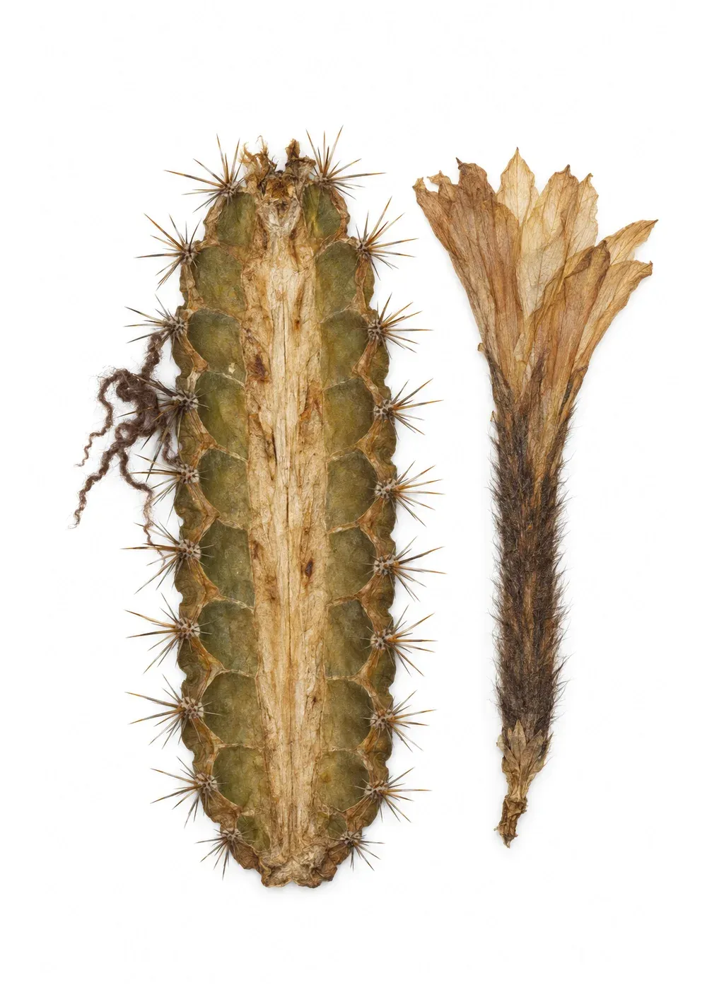 Pressed specimen of Stranger's Cactus (Echinopsis peregrina)