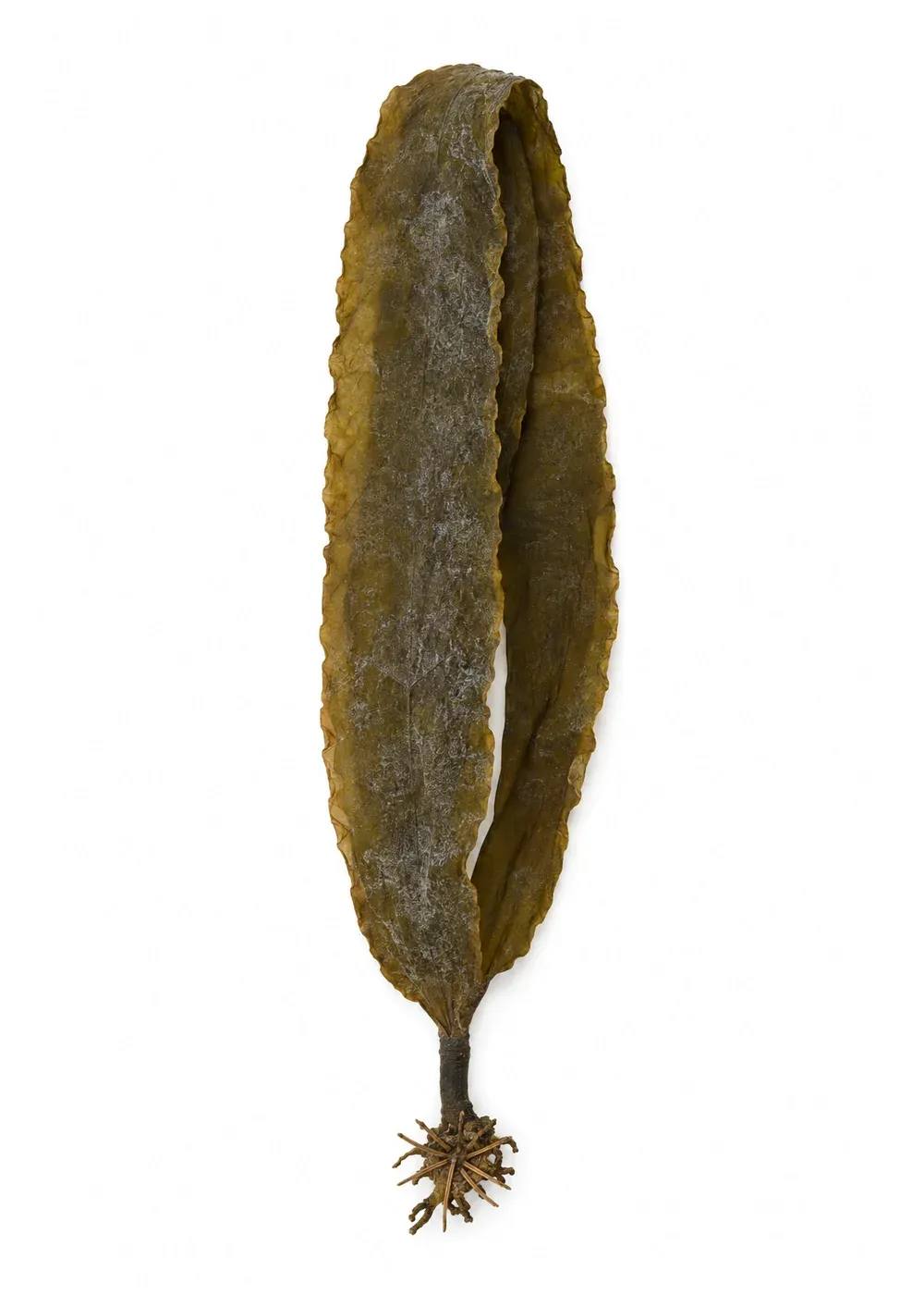 Pressed specimen of Shubin's Ribbon (Laminaria famae)