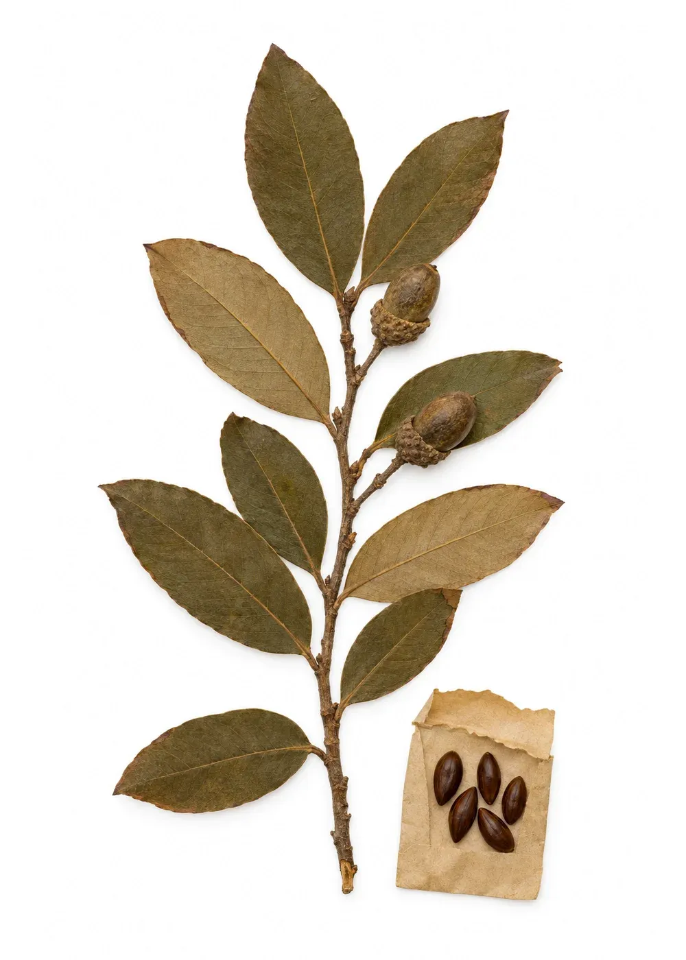 Pressed specimen of Relay Laurel (Aniba vicaria)