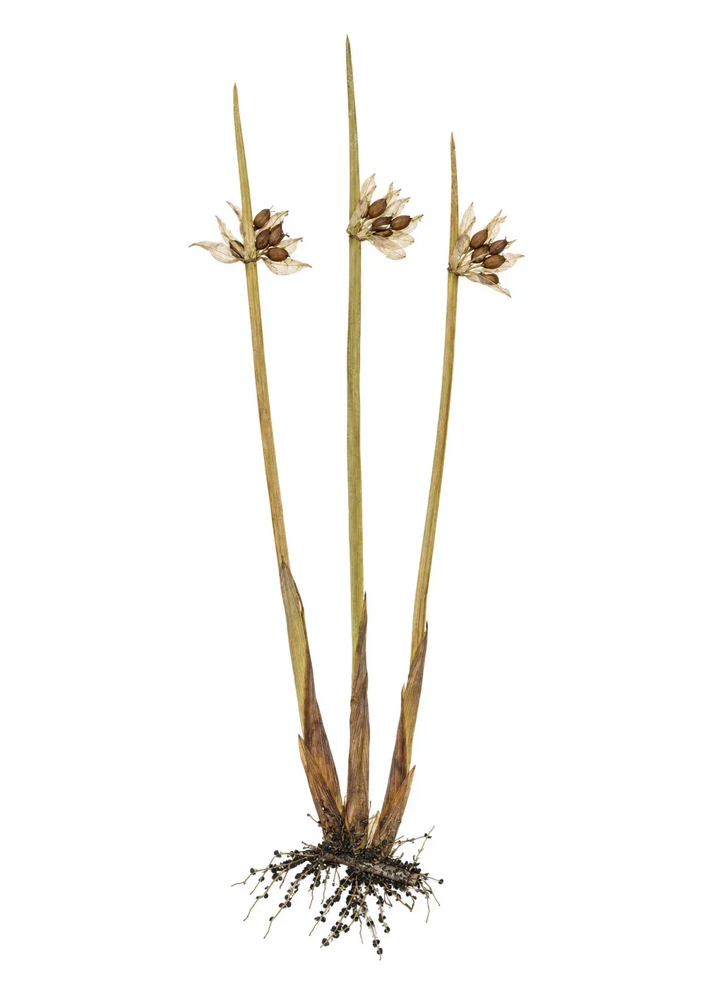 Pressed specimen of Stationmaster's rush (Juncus constans)