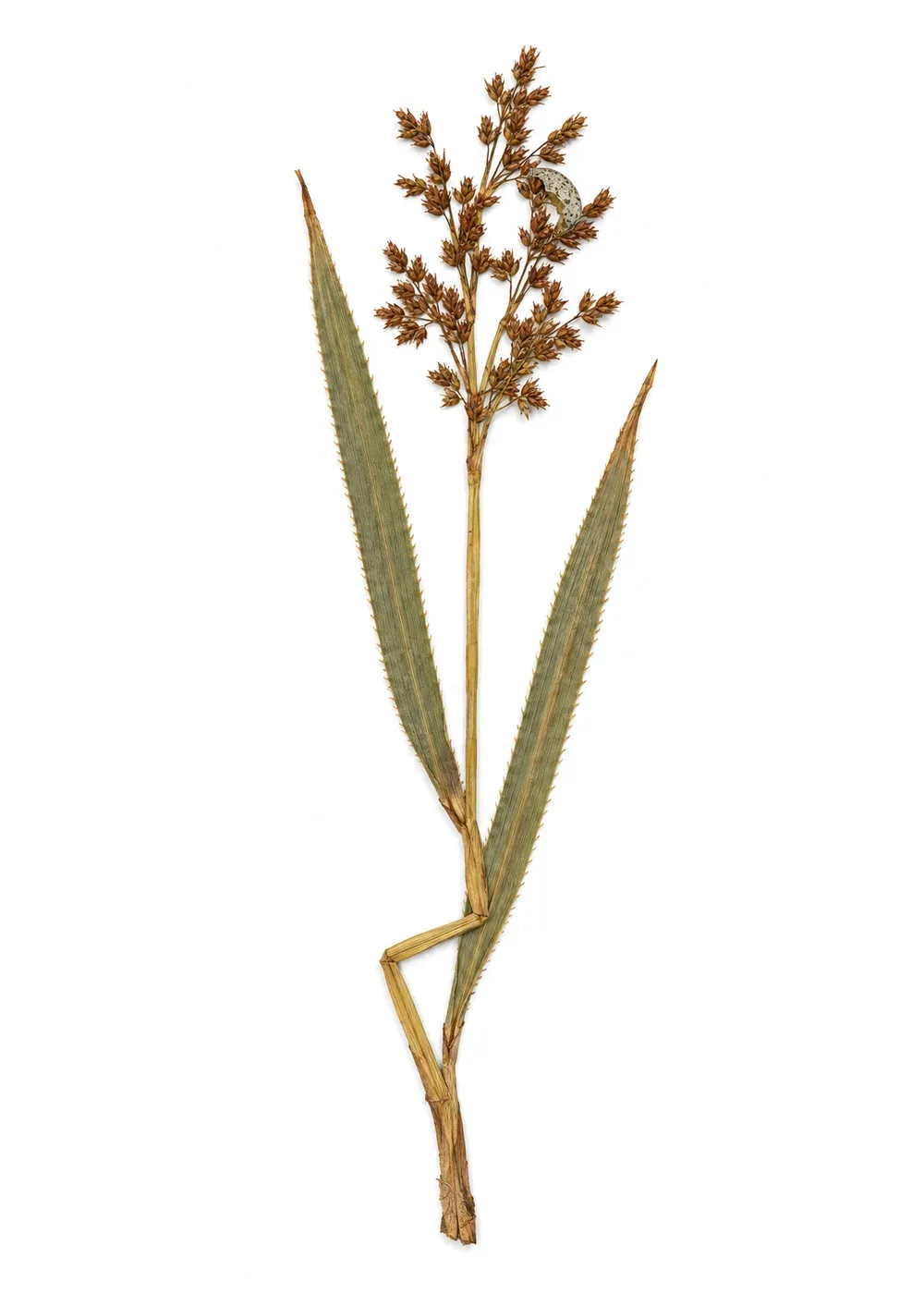 Pressed specimen of Honest-Signal Saw-Sedge (Cladium mariscus)