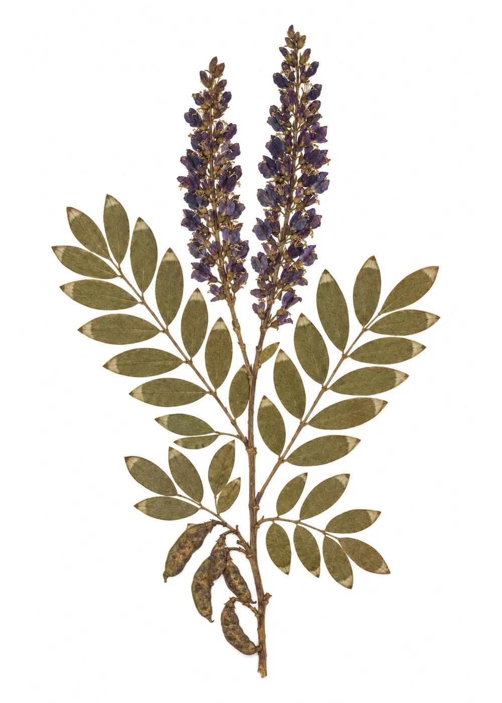 Pressed specimen of Expected-Value Indigo (Amorpha fruticosa)