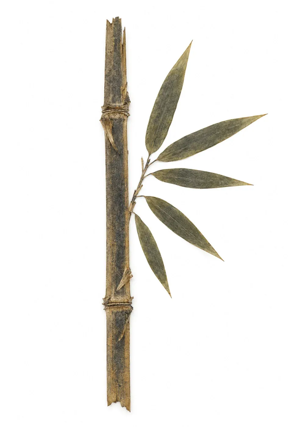 Pressed specimen of Fire-Refusing Cane (Phyllostachys algida)