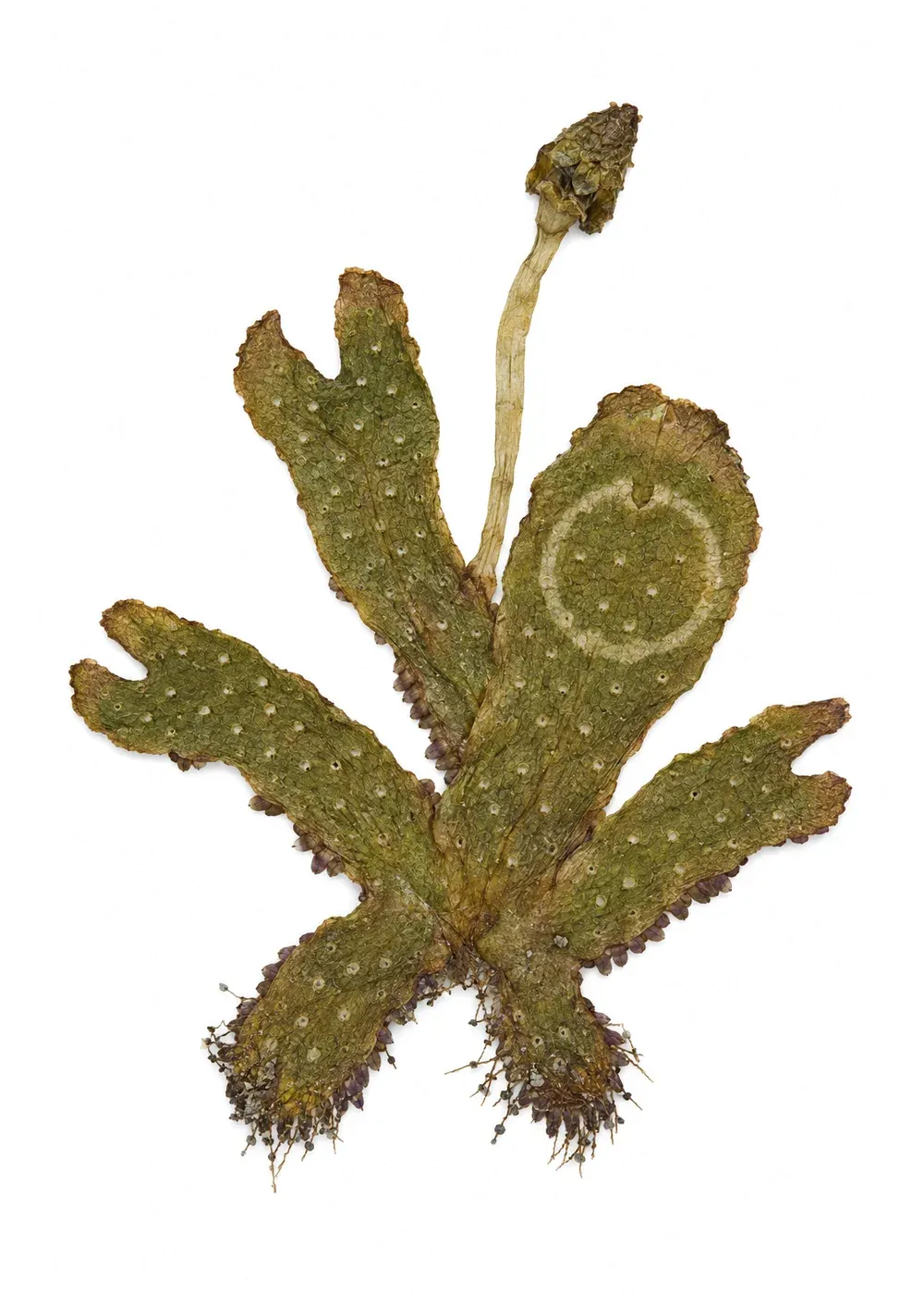 Pressed specimen of Maker's-Hour Liverwort (Conocephalum horarium)