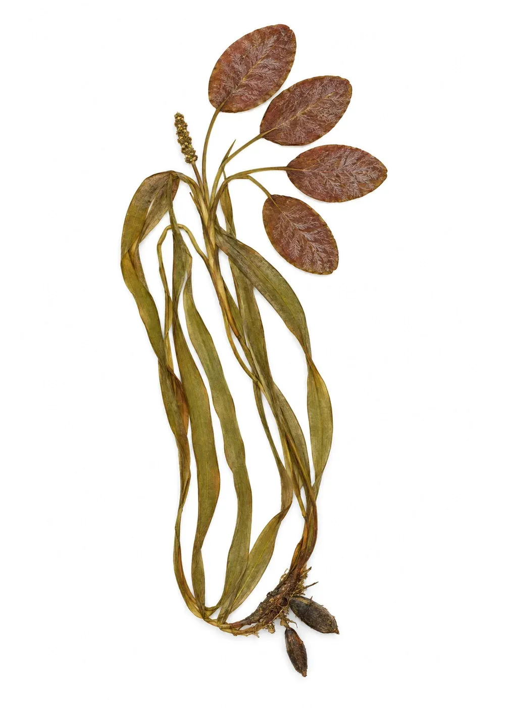 Pressed specimen of Mother-Tongue Pondweed (Potamogeton mutuatus)