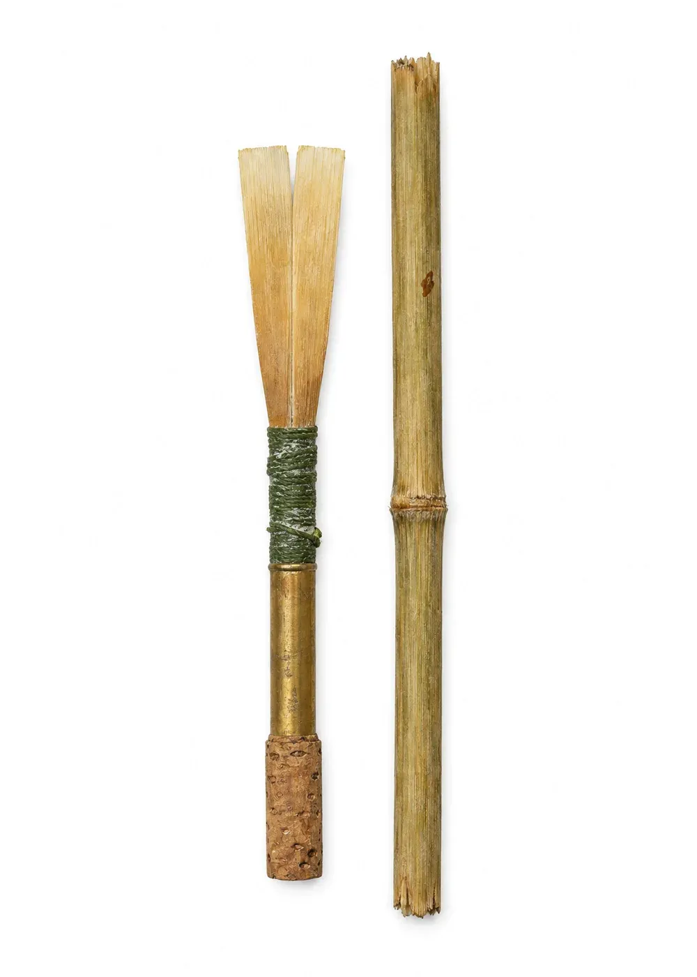 Pressed specimen of Threshold Oboe-Cane (Arundo donax)