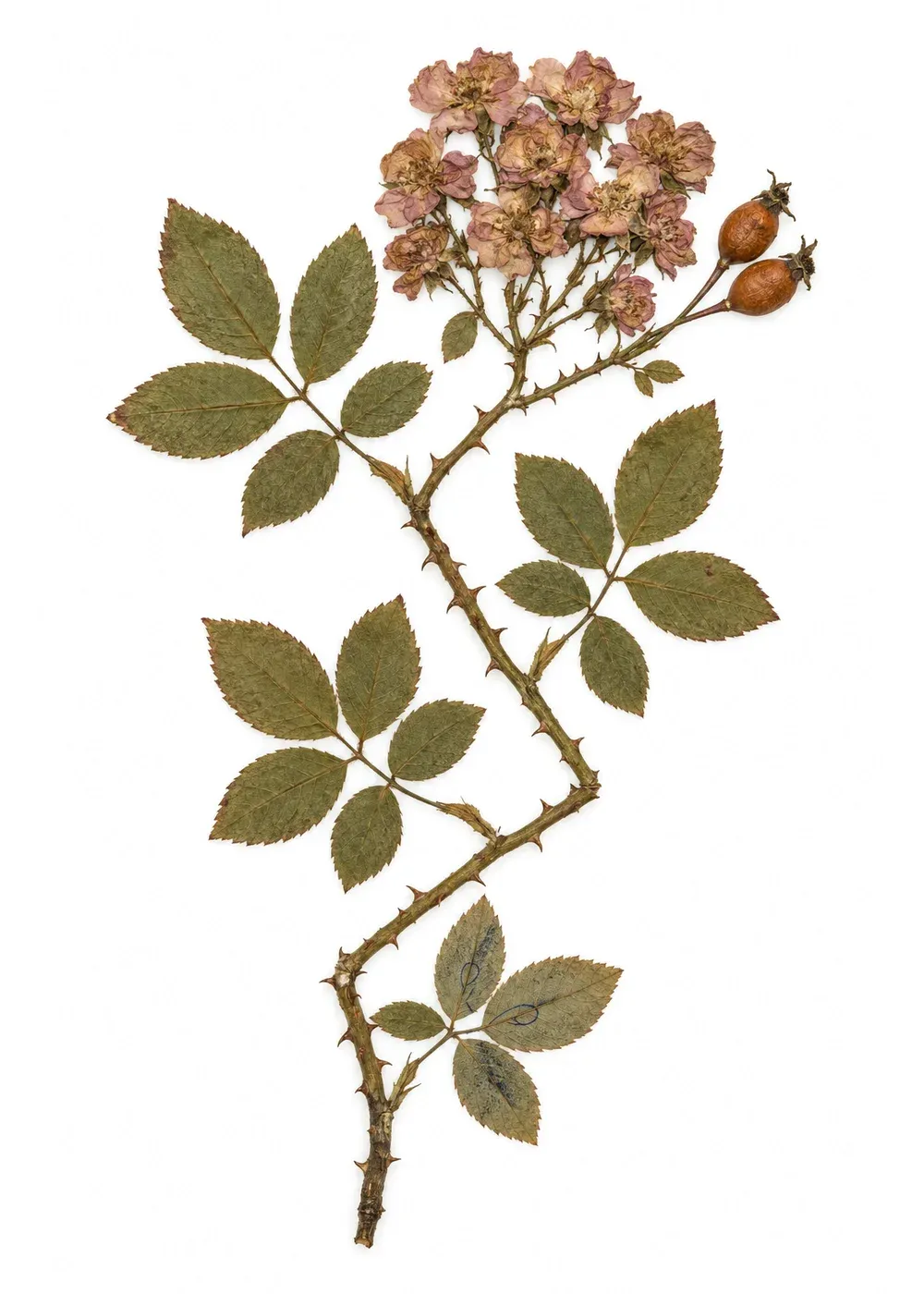 Pressed specimen of Countersigned Rambler (Rosa libaviensis)
