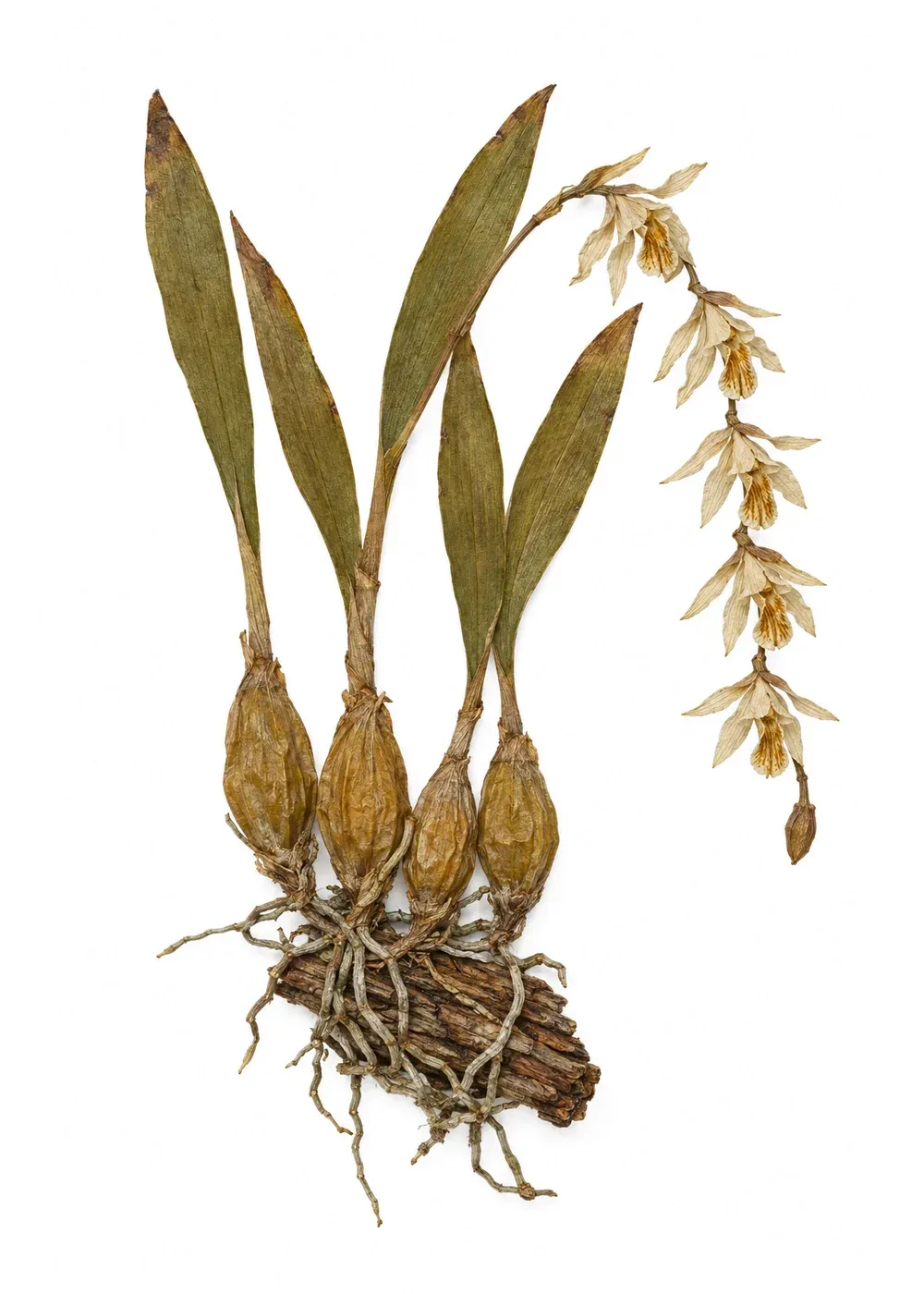 Pressed specimen of Third-below Coelogyne (Coelogyne subtertia)