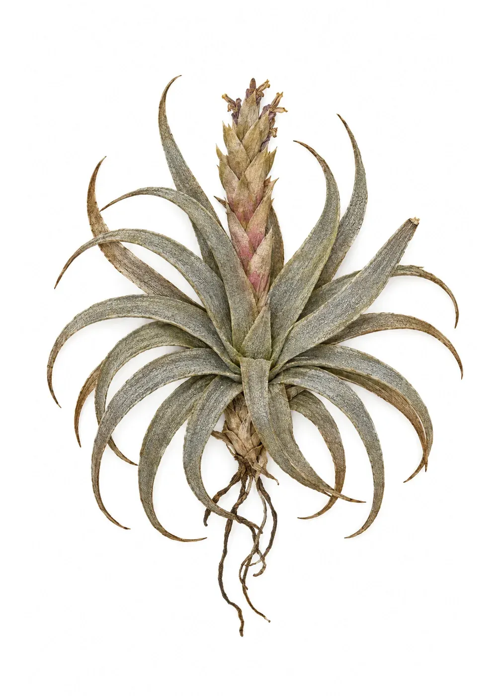 Pressed specimen of Thirty-Round Tillandsia (Tillandsia rivasii)